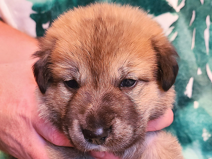chinook puppy